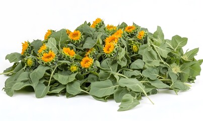 Pile of small sunflowers and leaves isolated on white.