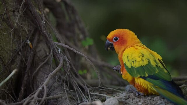 a close-up view of a flying sun conure bird