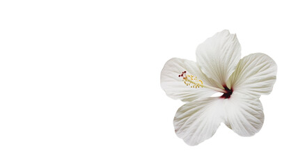 Obraz premium A Beautiful Tropical Hibiscus Flower for Nature-Themed Designs, Illustrations, and Print Materials.