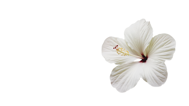 A Beautiful Tropical Hibiscus Flower for Nature-Themed Designs, Illustrations, and Print Materials.