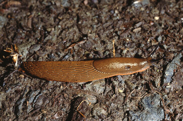 Arion ater slug or black slug