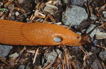 closeup of Arion ater slug or black slug tentacles or and pneumostome or respiratory pore