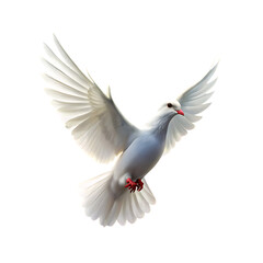 Fototapeta premium peace dove