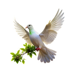 Fototapeta premium peace dove