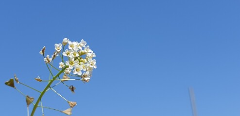 Pure shepherd's purse flowers on a blue background - 푸른 배경, 냉이꽃