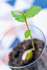 Small holly oak sprout growing in glass with soil