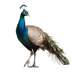 A peacock walking gracefully across the transparent background png 