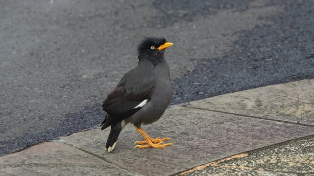 Male Javan myna (acridotheres javanicus) standing on the roadside of an urban park, performing a courtship display by bobbing and fluffing feathers to attract mate during mating season, close up shot.