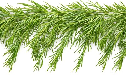 Fototapeta premium Fresh rosemary sprig isolated on white background.