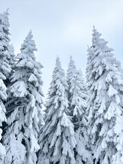 Snow-covered evergreen trees under a clear sky. winter landscape. pine tree forest. winter background. nature, tranquility, winter holidays. seasonal