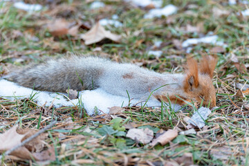 A dead red squirrel, which has changed its coat color to gray by winter, lies on the grass among the fallen autumn leaves, and seems to be asleep, the snow is not melting on its side, side view.