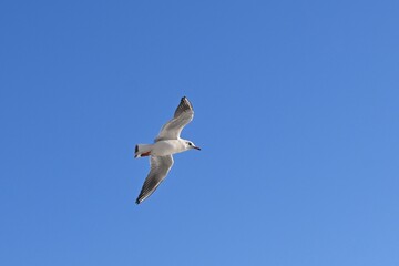 Seagulls Flying Against a Clear Blue Sky