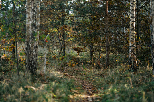 autumn in the forest