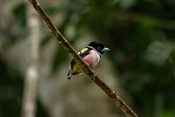 Black-and-Yellow Broadbill on a Branch