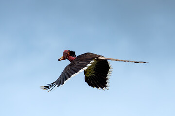 Helmeted Hornbill Gliding in Open Sky