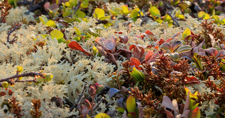 Arctic Tundra lichen moss close-up. Found primarily in areas of Arctic Tundra, alpine tundra, it is extremely cold-hardy. Cladonia rangiferina, also known as reindeer cup lichen.