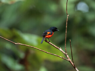 Scarlet Minivet Perched on Bare Branches