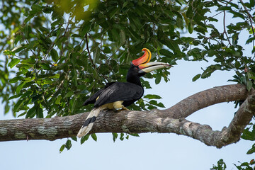 Rhinoceros Hornbill Perched on a Large Branch