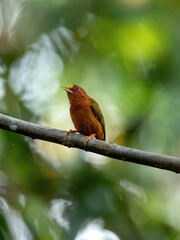 Rufous Piculet Perched on a Branch
