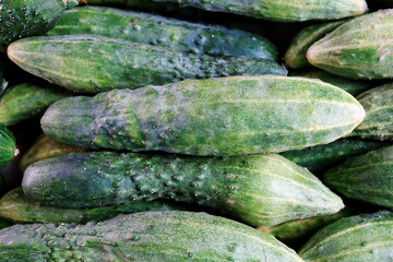  Close View Of Many Green Fresh Cucumbers.