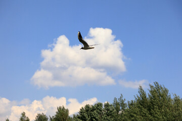 A Seagull Flying With Blue Sky And White Clouds.