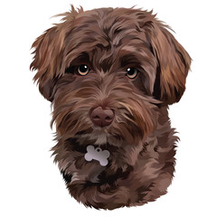 yorkshire terrier puppy