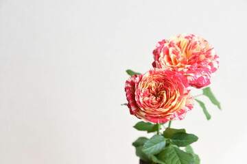 パーティラナンキュラ