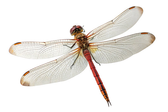 dragonfly isolated on white background PNG.AI GENERATED