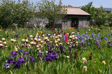 青空に映える菖蒲の花