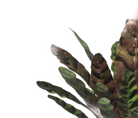 Obraz premium Goeppertia insignis Plant PNG. Rattlesnake plant png. Calathea Insignis Plant isolated on transparent background. indoor plant png. Calathea Lancifolia leaves isolated on transparent background.