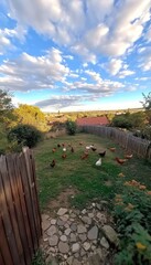 A serene backyard scene with chickens roaming on grass under a blue sky with clouds.