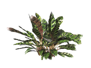 Goeppertia insignis Plant PNG. Rattlesnake plant png. Calathea Insignis Plant isolated on transparent background. Calathea Lancifolia leaves isolated on transparent background. indoor plant png.