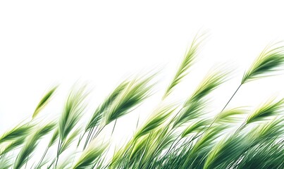 Green grass swaying in the wind against a white background.