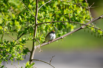 Fototapeta premium Chipping Sparrow