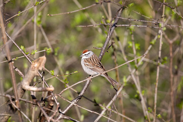 Chipping Sparrow 