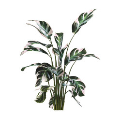 Calatheas Plant PNG. Calatheas Plant isolated on transparent background. Calatheas plant isolated on White background. Calatheas Plant leaves isolated. decorative house plant PNG.