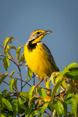 Yellow-throated longclaw on leafy bush turns head
