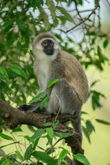 Vervet monkey sits on branch staring upwards