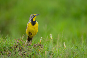 Yellow-throated longclaw on one leg in grass