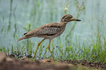 Water thick-knee walks in profile along riverbank