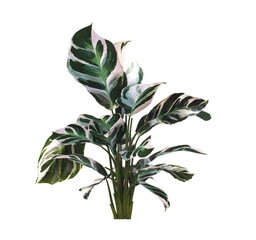 Calatheas Plant PNG. Calatheas Plant isolated on transparent background. Calatheas plant isolated on White background. Calatheas Plant leaves isolated. decorative house plant PNG.