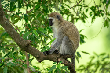 Vervet monkey sits on branch in profile