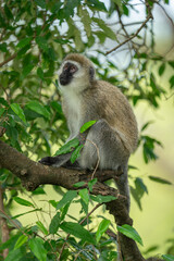 Vervet monkey sits on branch staring up