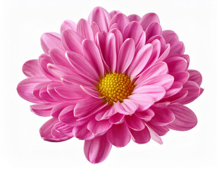 Chrysanthemum flower isolated on a white background.