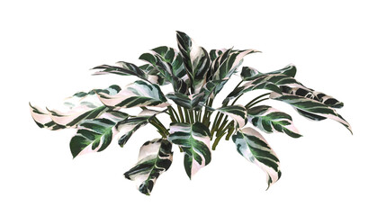 Calatheas Plant PNG. Calatheas Plant isolated on transparent background. Calatheas plant isolated on White background. Calatheas Plant leaves isolated. decorative house plant PNG.
