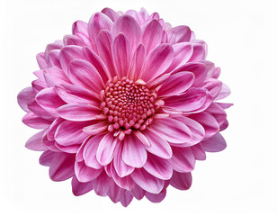 Chrysanthemum flower isolated on a white background.