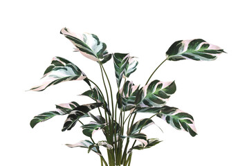 Calatheas Plant PNG. Calatheas Plant isolated on transparent background. Calatheas plant isolated on White background. Calatheas Plant leaves isolated. decorative house plant PNG.