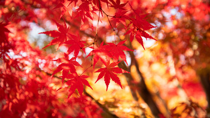 Japanese red maple leaves in autumn .
