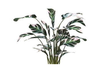 Calatheas Plant PNG. Calatheas Plant isolated on transparent background. Calatheas plant isolated on White background. Calatheas Plant leaves isolated. decorative house plant PNG.