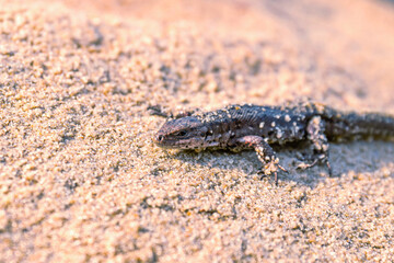 A small viviparous lizard - Lacerta agilis - in its natural habitat. close up